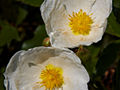 Cistus scilicifolius IMG_4534 Czystek